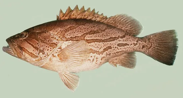 Comet grouper