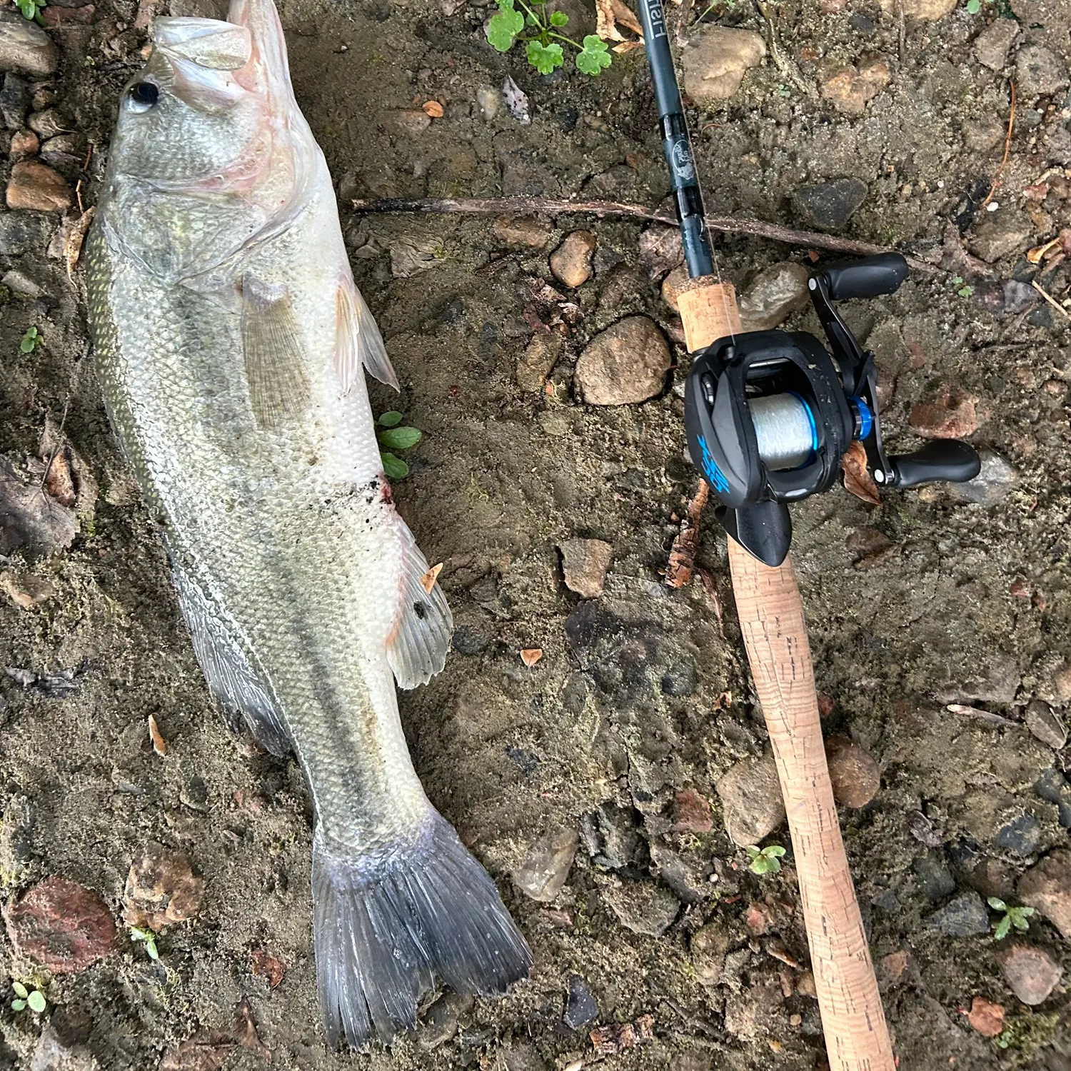 Largemouth bass caught on Fishbrain
