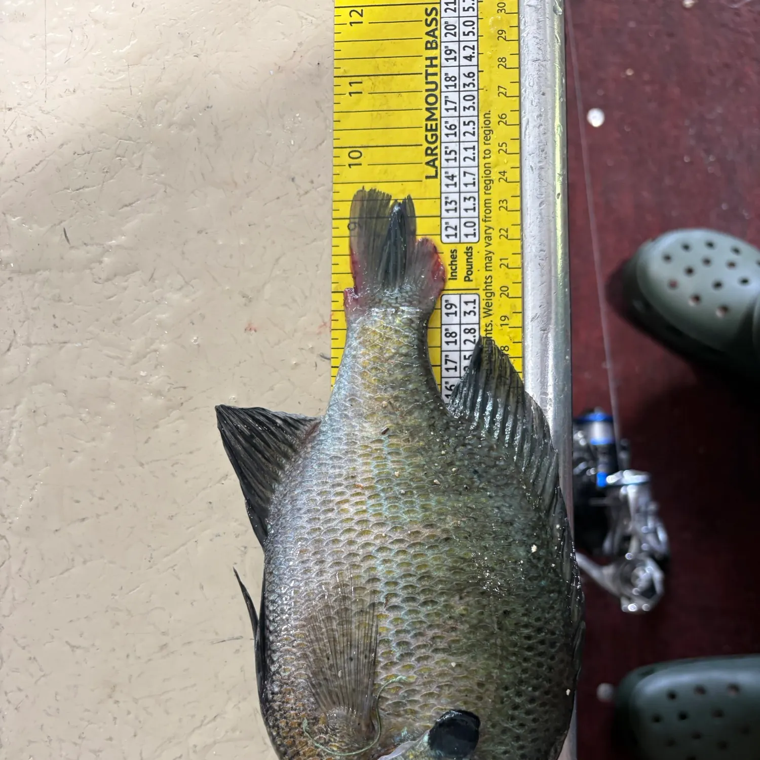 recently logged catches