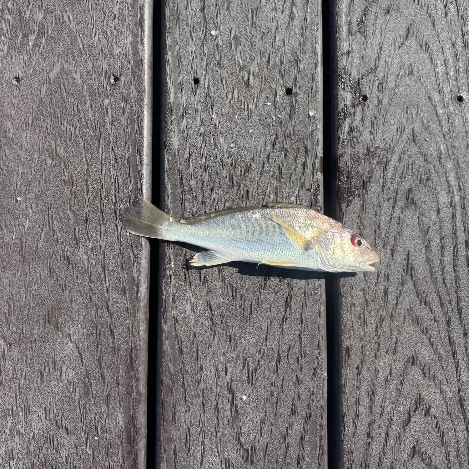Atlantic croaker caught on Fishbrain