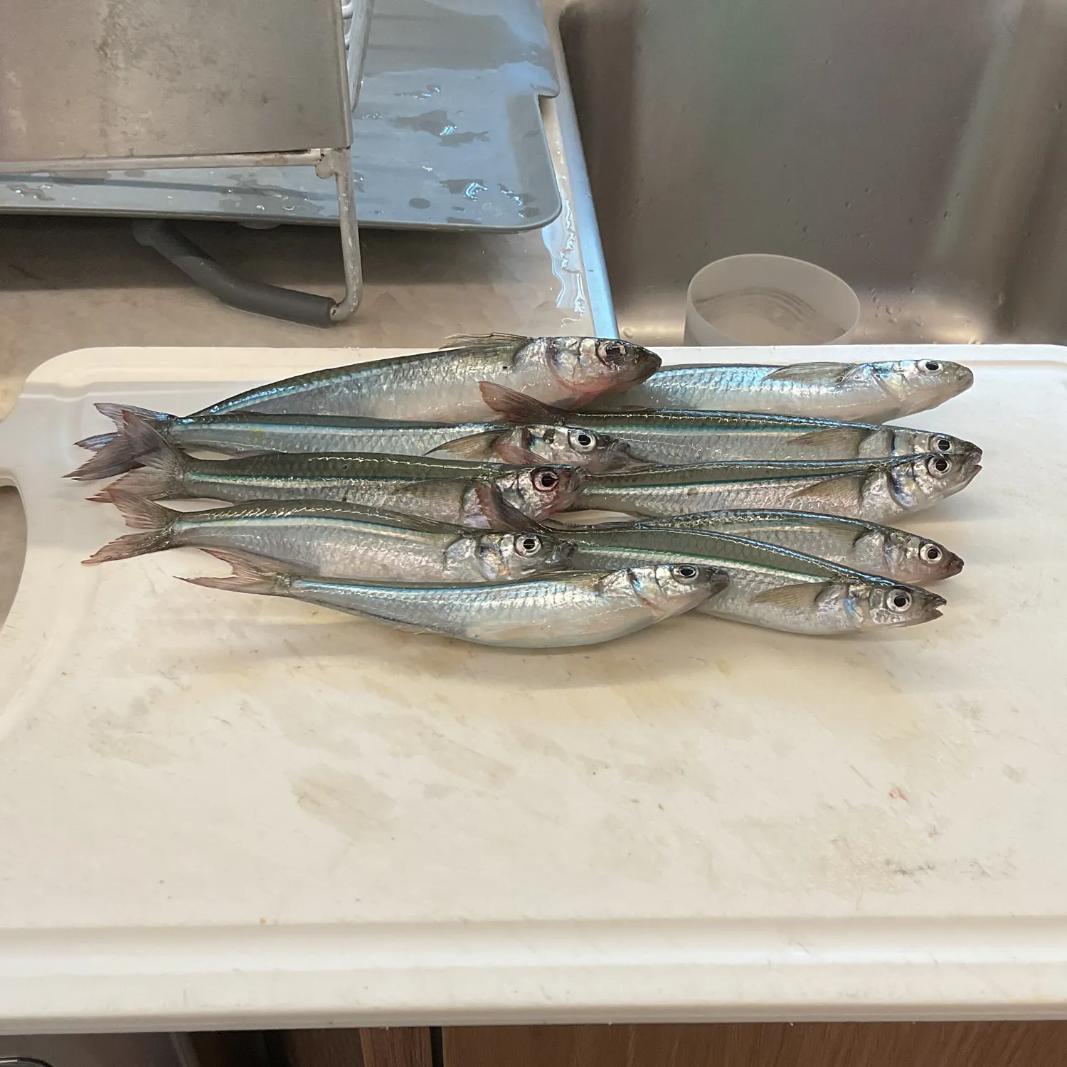 The most popular recent Broad-striped anchovy catch on Fishbrain
