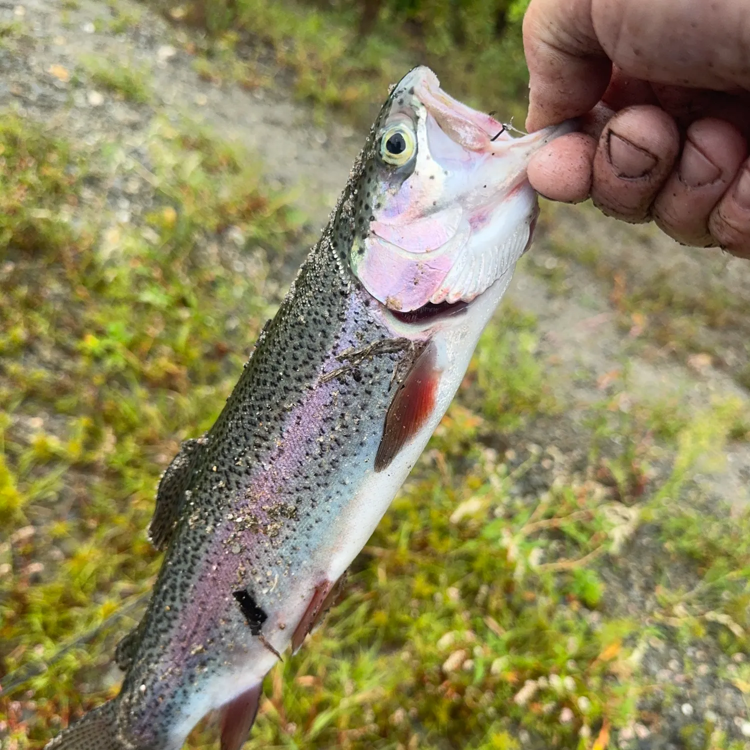 Rainbow trout caught on Fishbrain