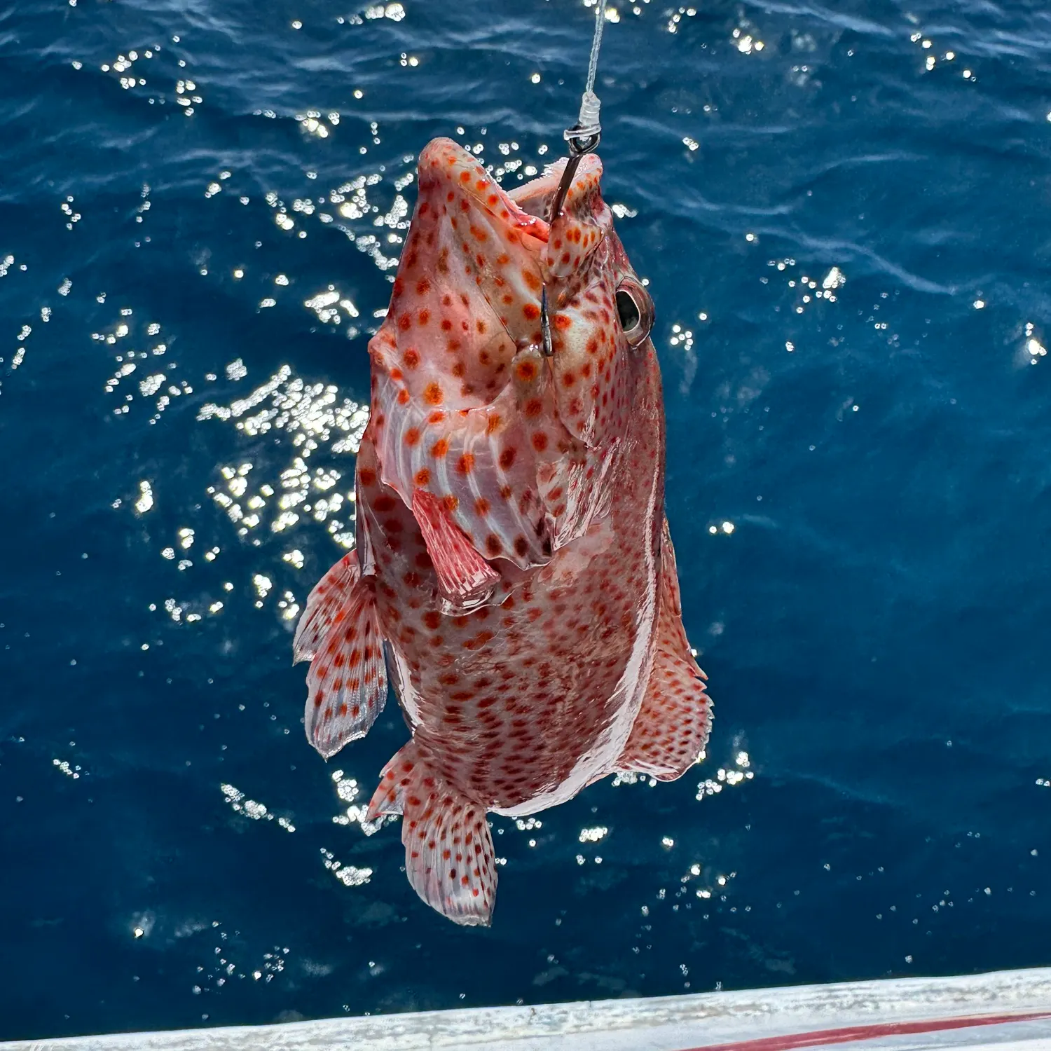 most liked catch image