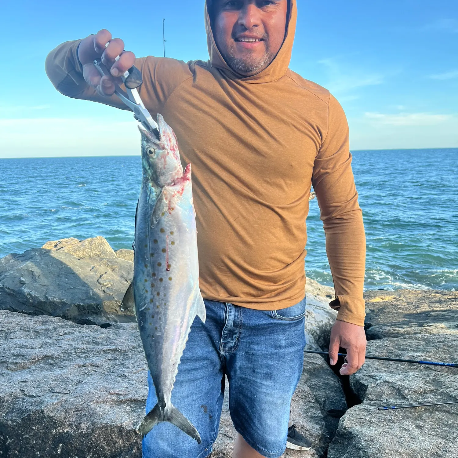 The most recent Spanish mackerel catches on Fishbrain