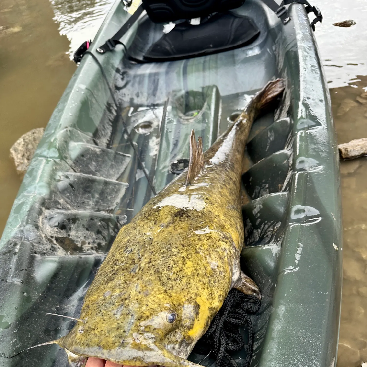 Flathead catfish caught on Fishbrain