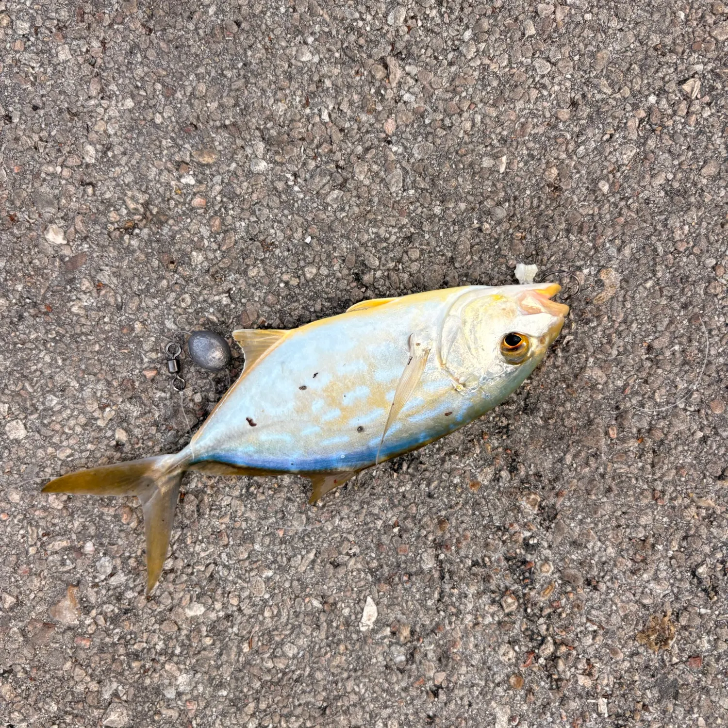 The most recent Yellow jack catches on Fishbrain