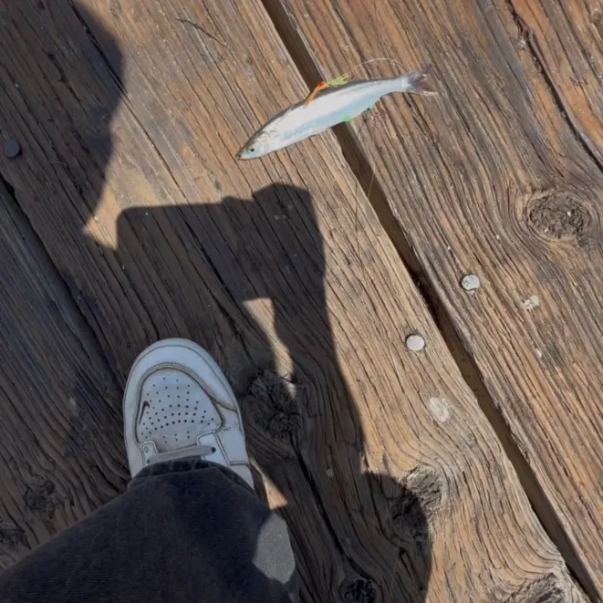 The most recent Surf smelt catches on Fishbrain