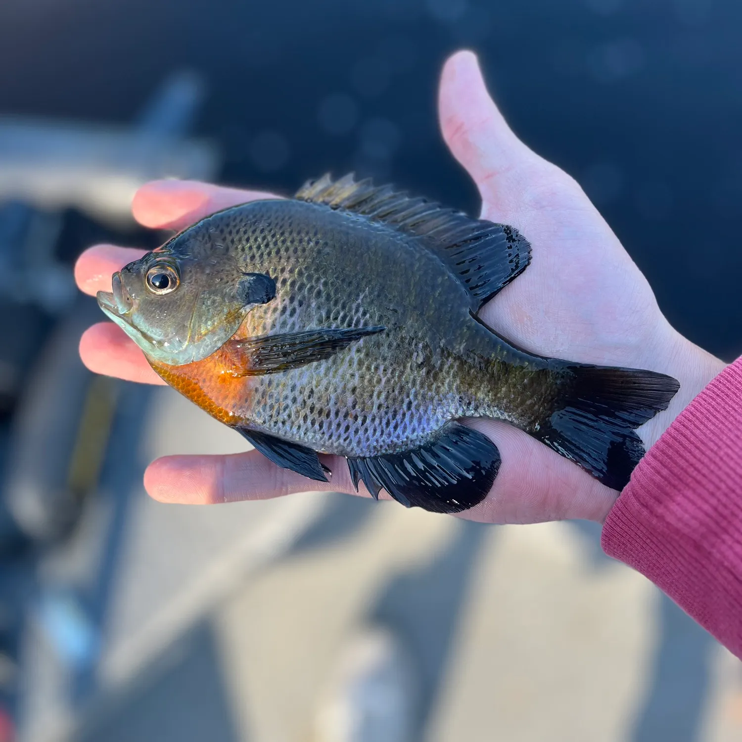catch