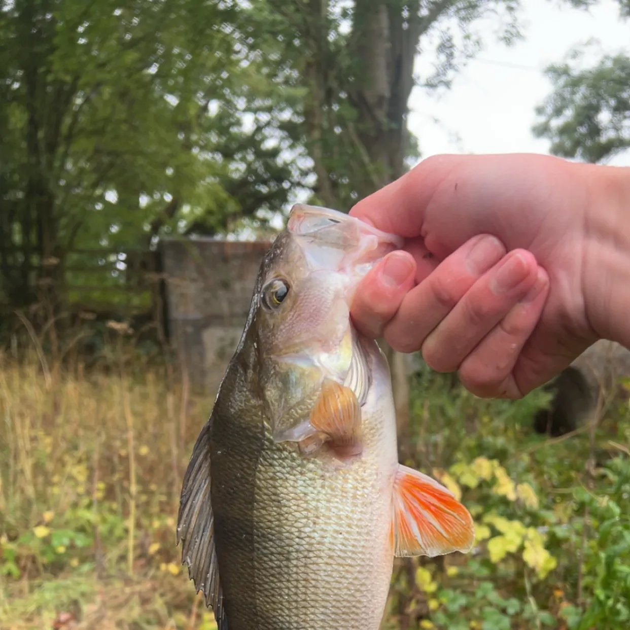 Fish caught on Fishbrain