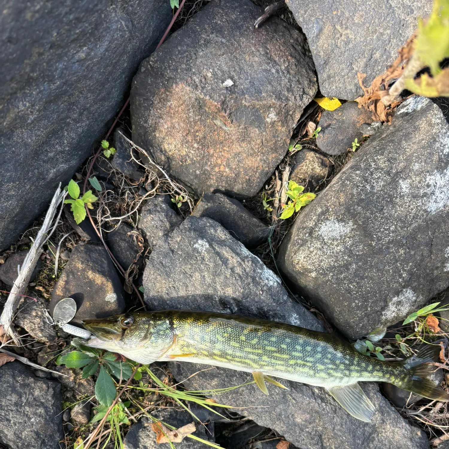 Chain pickerel caught on Fishbrain