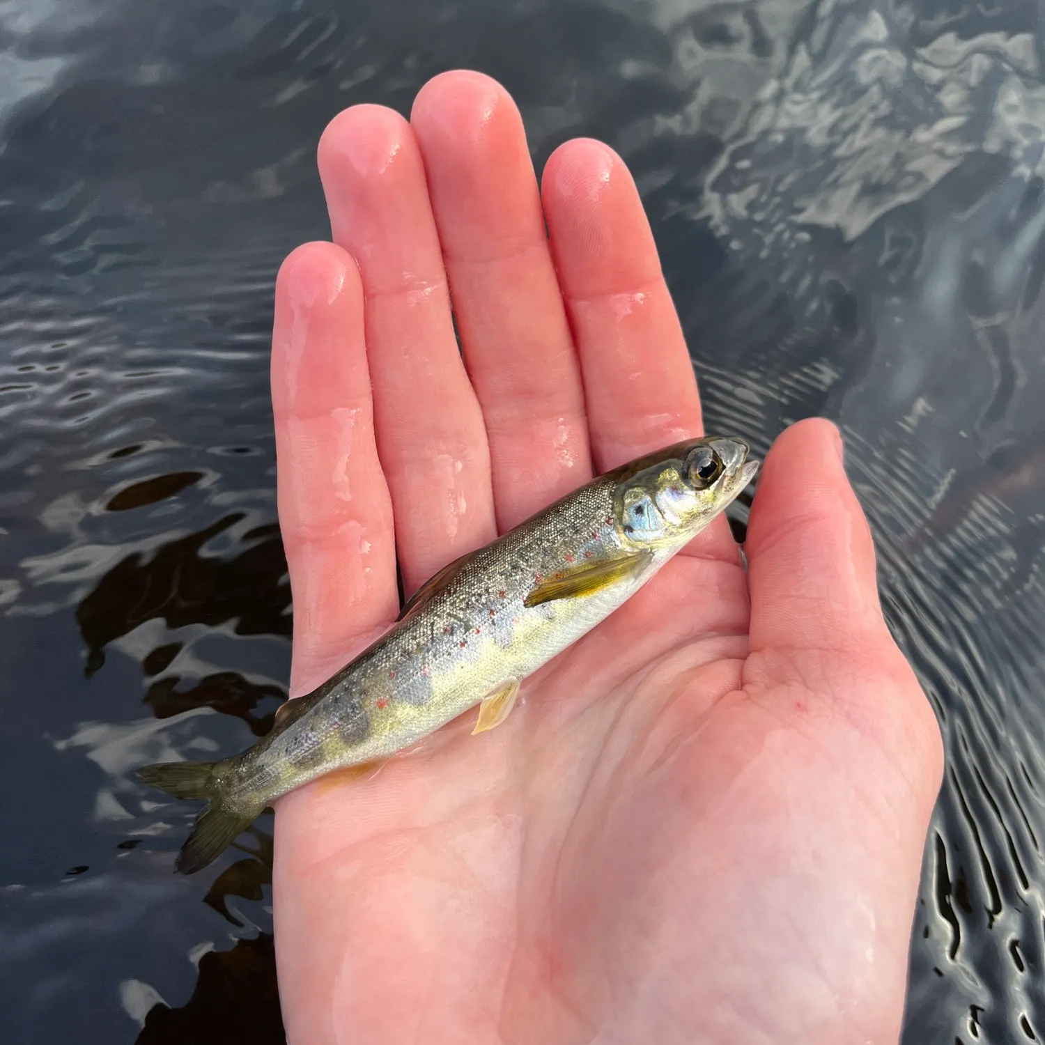 The most recent Atlantic salmon catches on Fishbrain