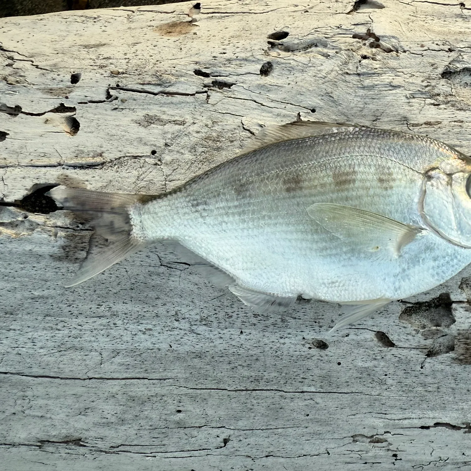 The most recent Silver surfperch catches on Fishbrain