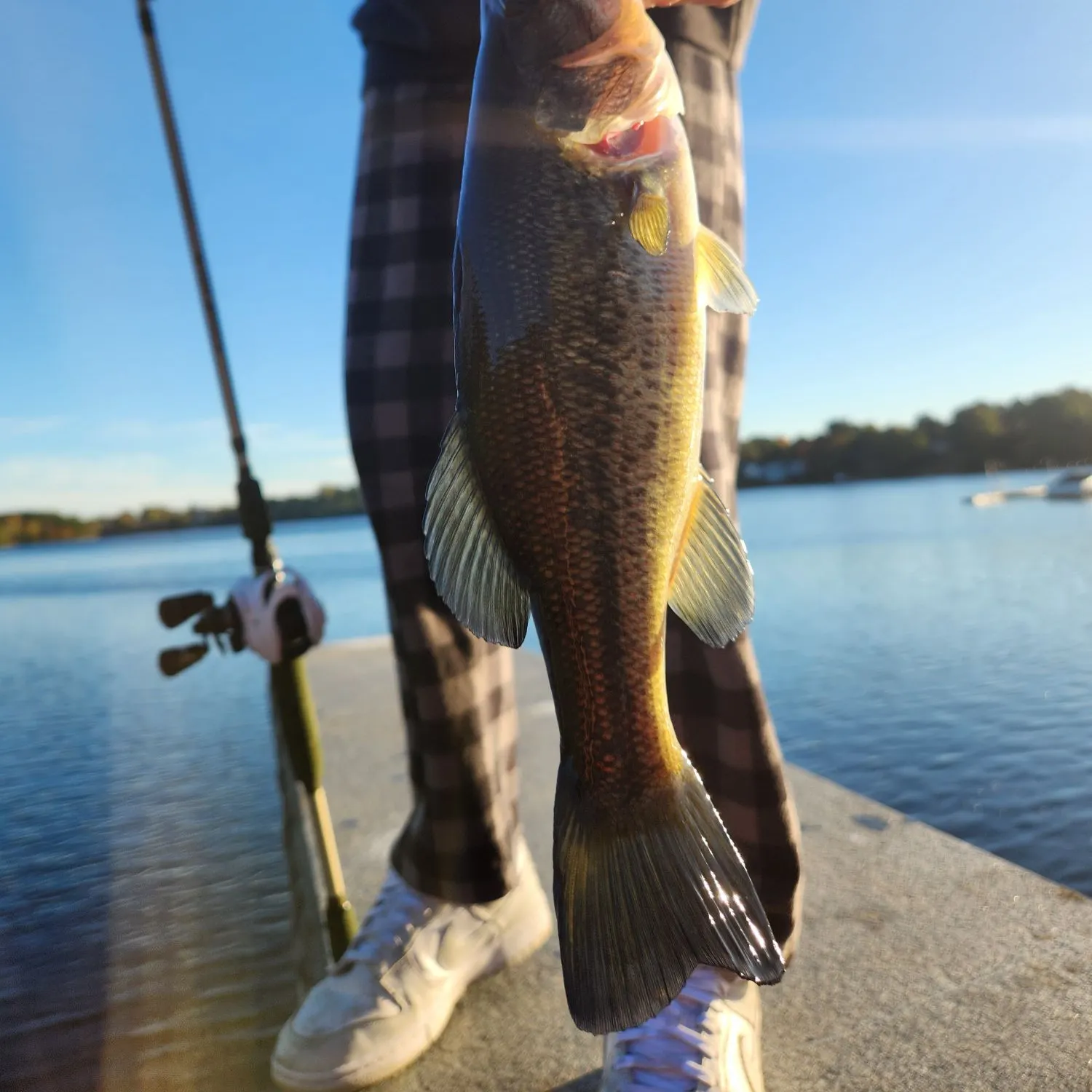 Smallmouth bass caught on Fishbrain