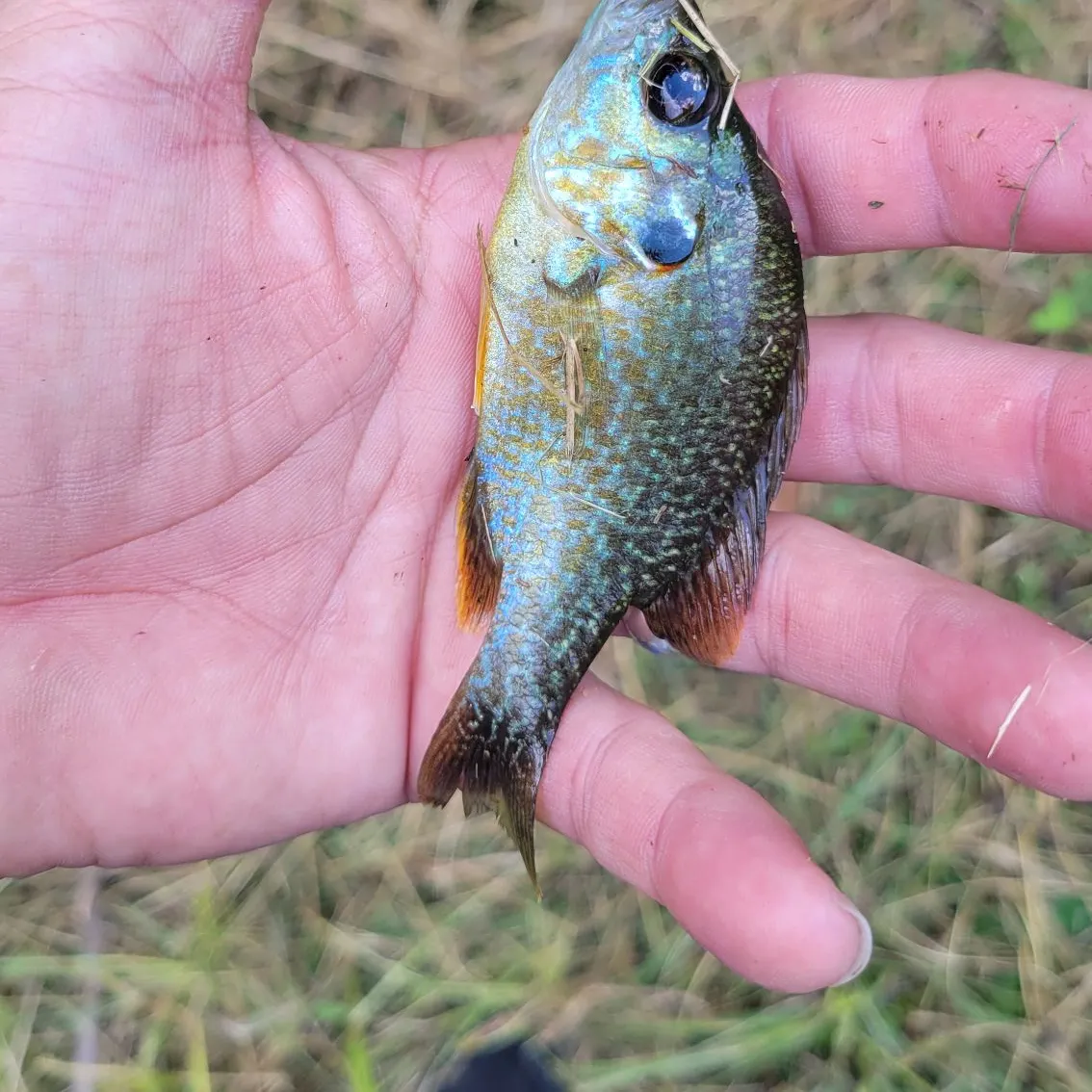 Orangespotted sunfish caught on Fishbrain