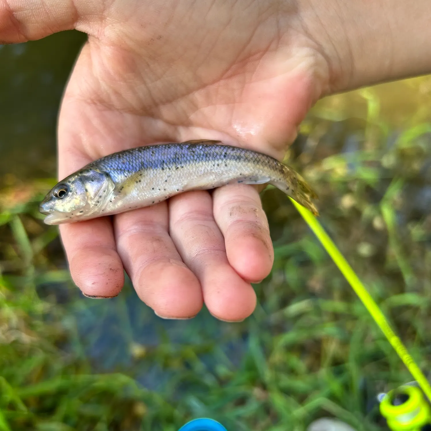 Fish caught on Fishbrain