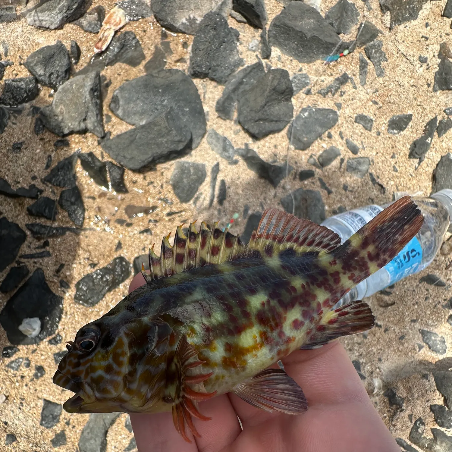 The most recent Stocky hawkfish catches on Fishbrain