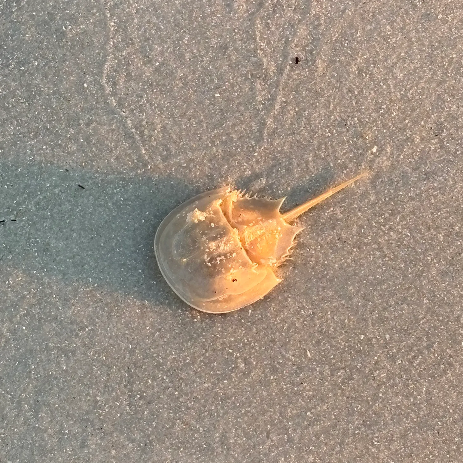 The most recent Atlantic horseshoe crab catches on Fishbrain