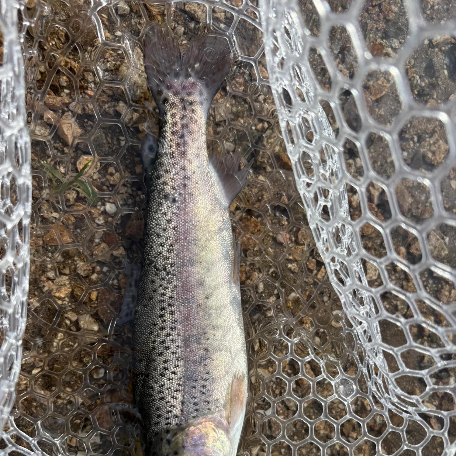 Rainbow trout caught on Fishbrain