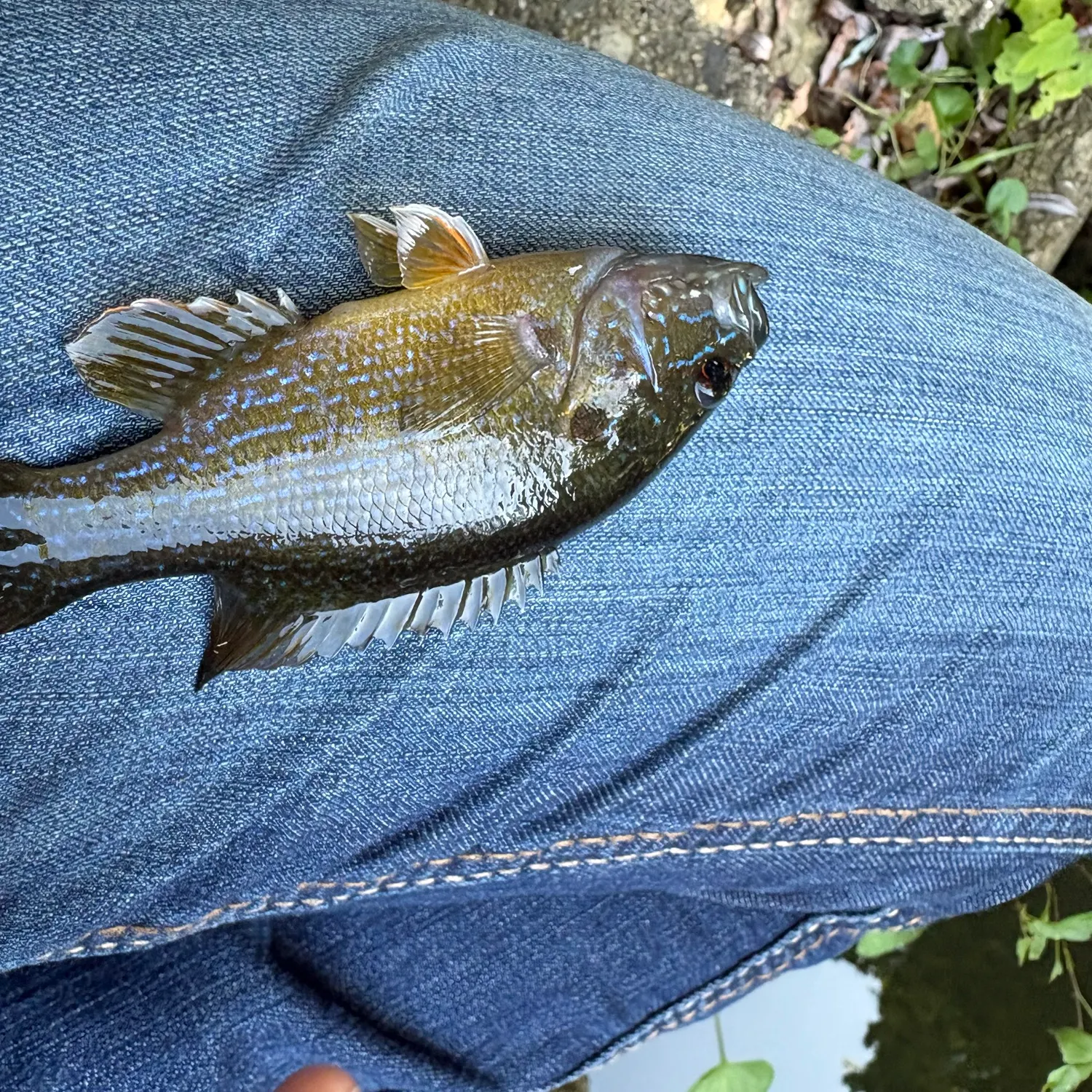Green sunfish caught on Fishbrain