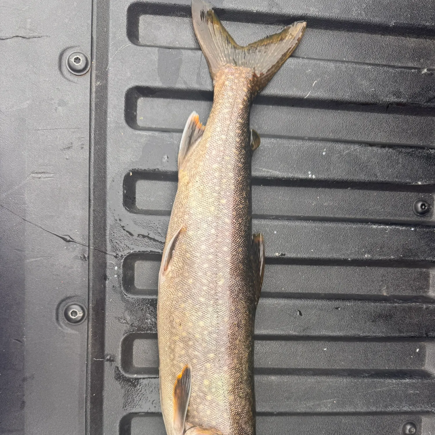 The most recent Lake char catches on Fishbrain