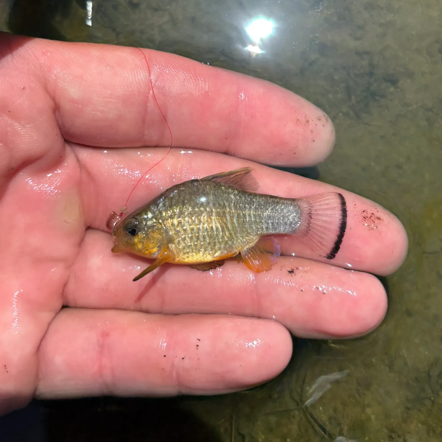 The most recent Sheepshead minnow catches on Fishbrain
