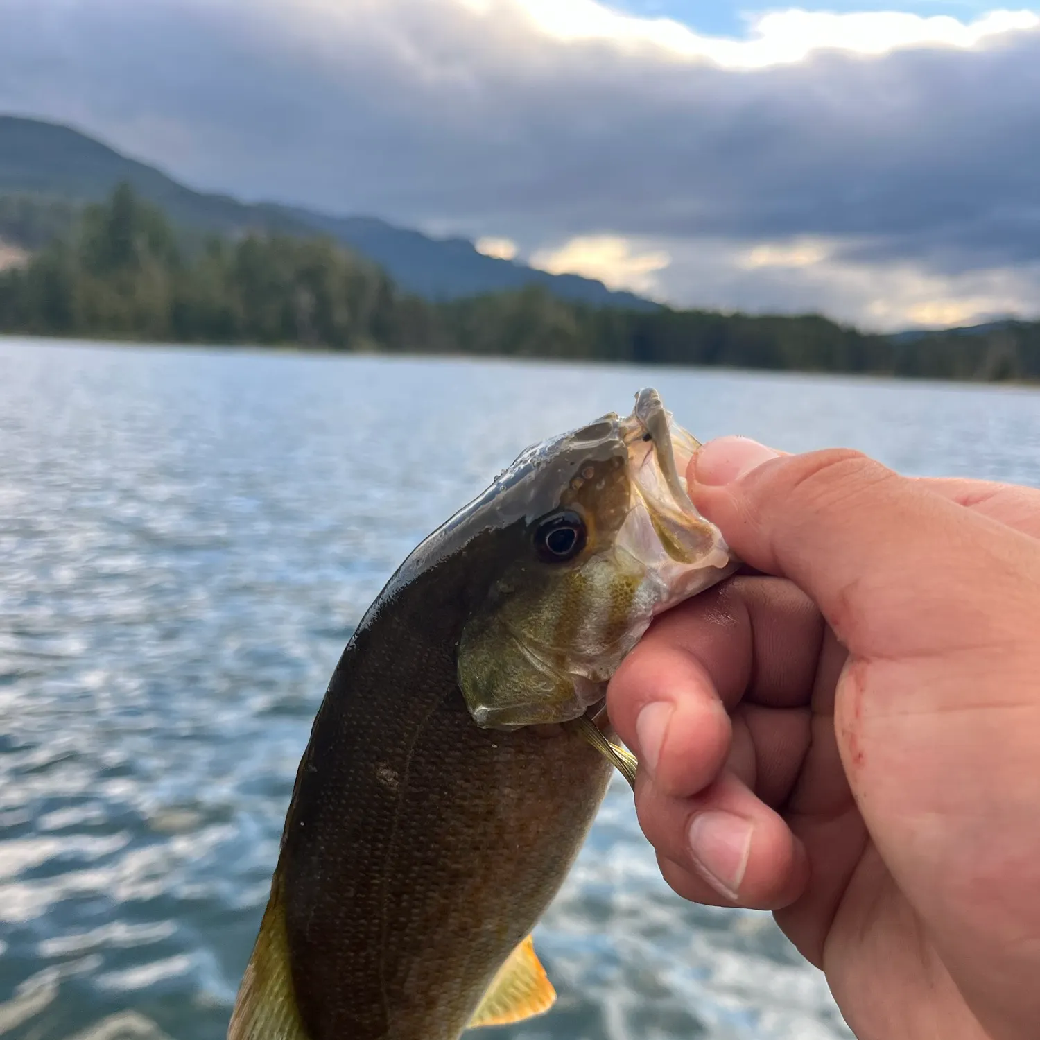 Smallmouth bass caught on Fishbrain