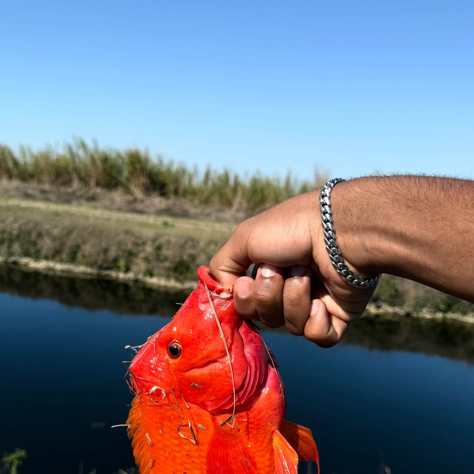 The most recent Midas cichlid catches on Fishbrain