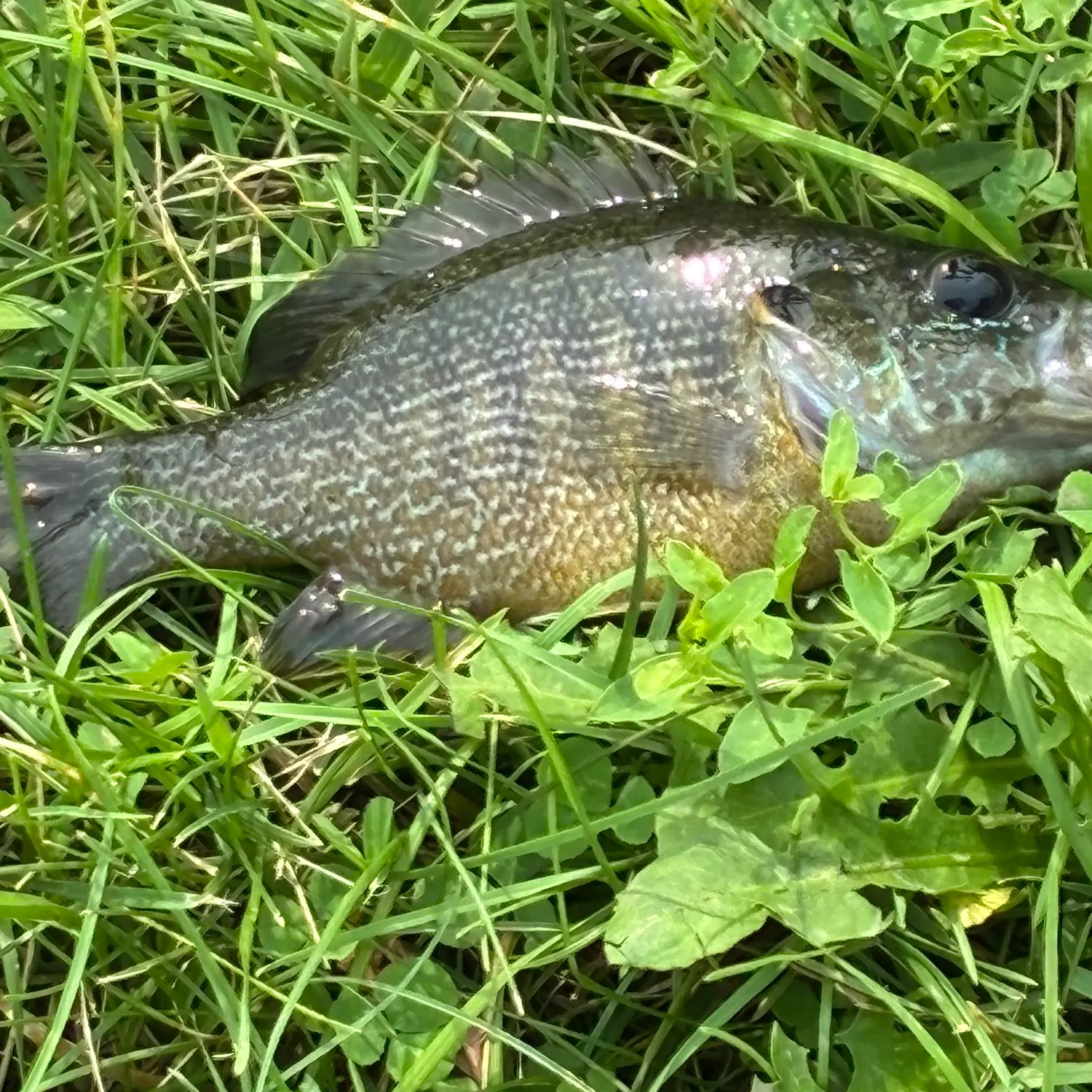 Bluegill caught on Fishbrain