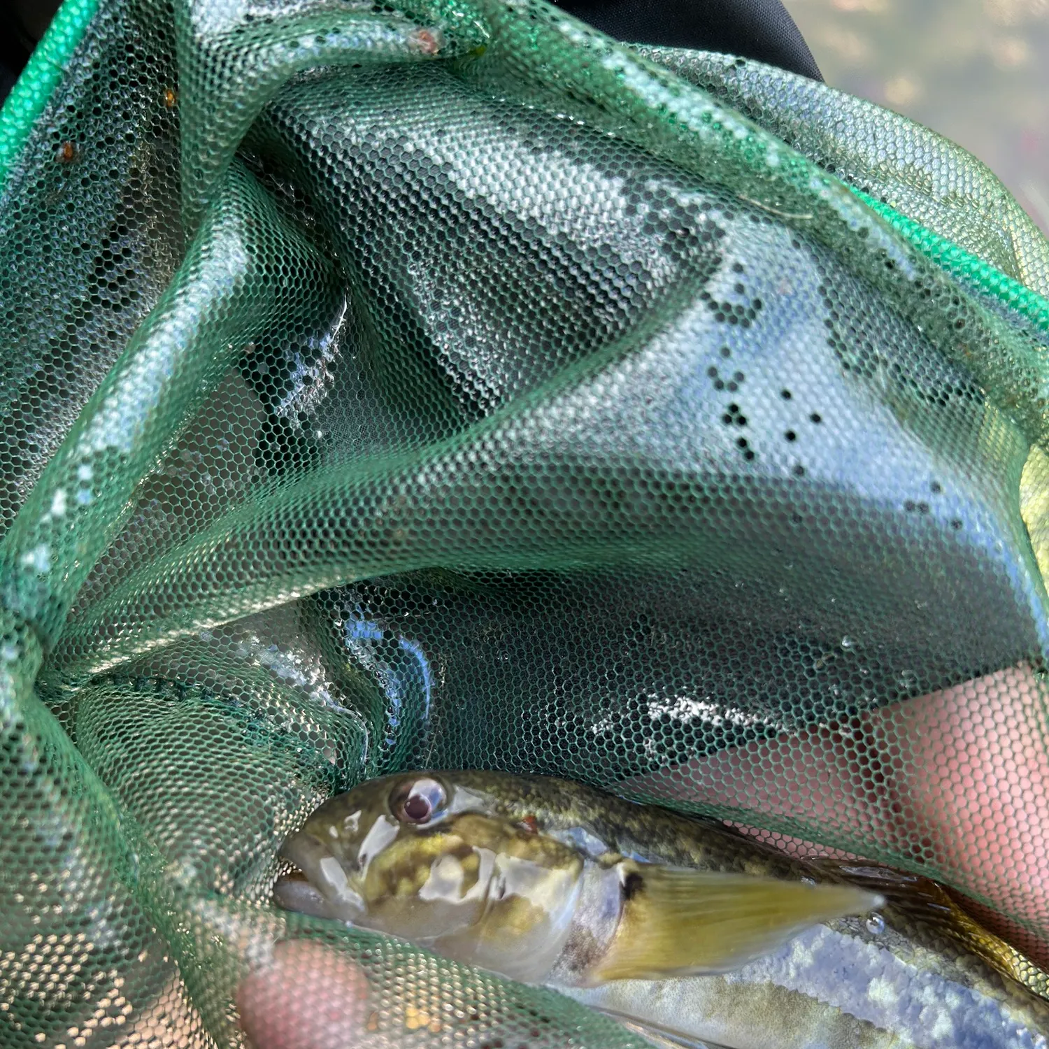 Round goby caught on Fishbrain