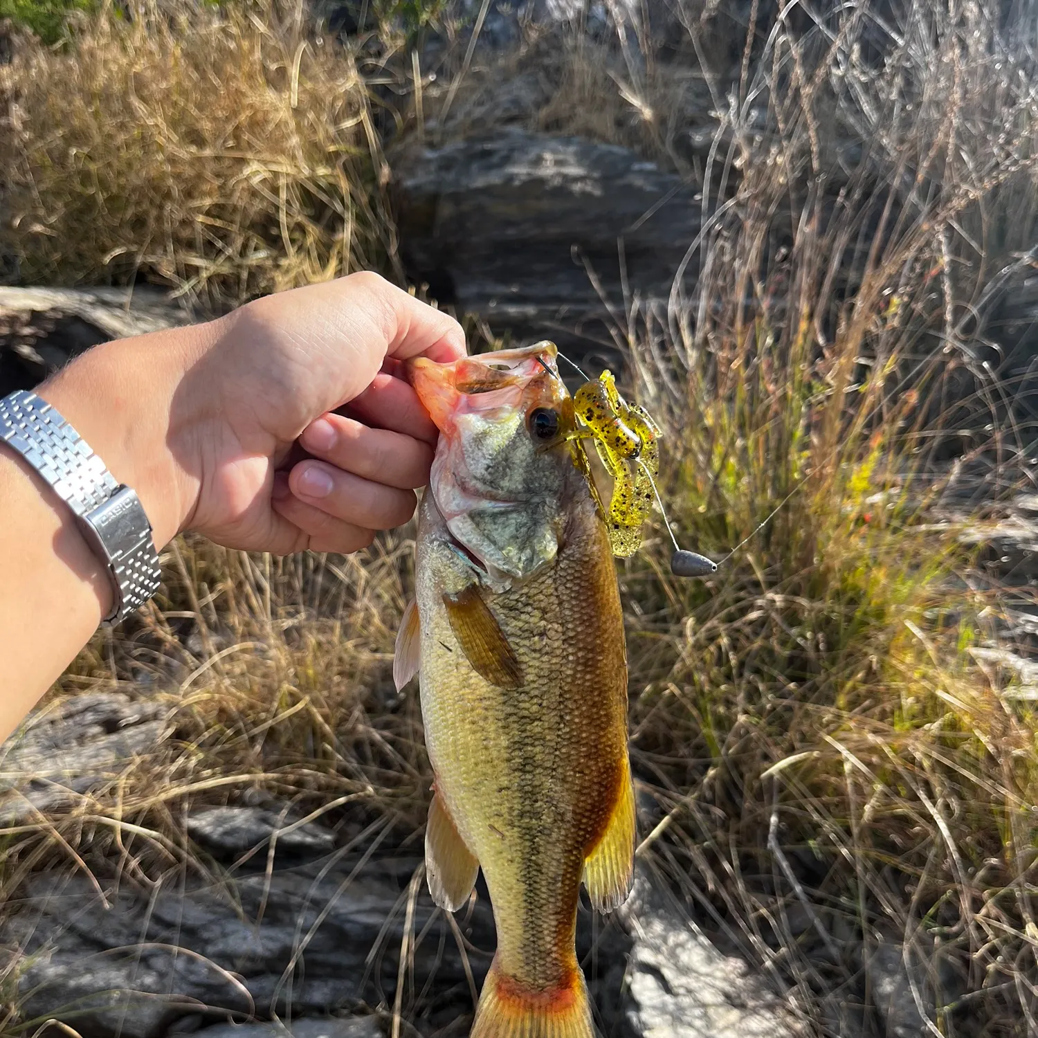 Largemouth bass caught on Fishbrain