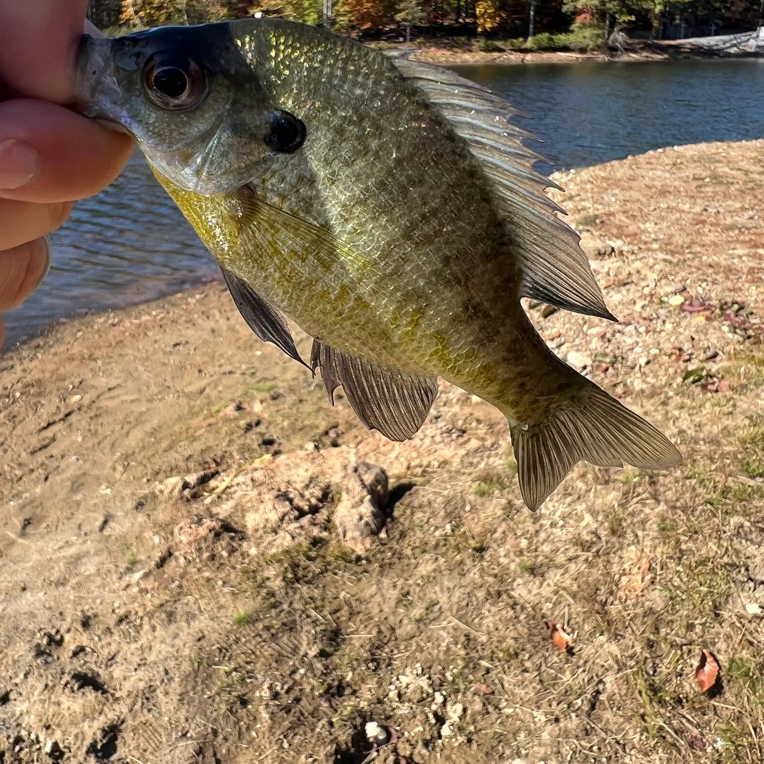 Bluegill caught on Fishbrain