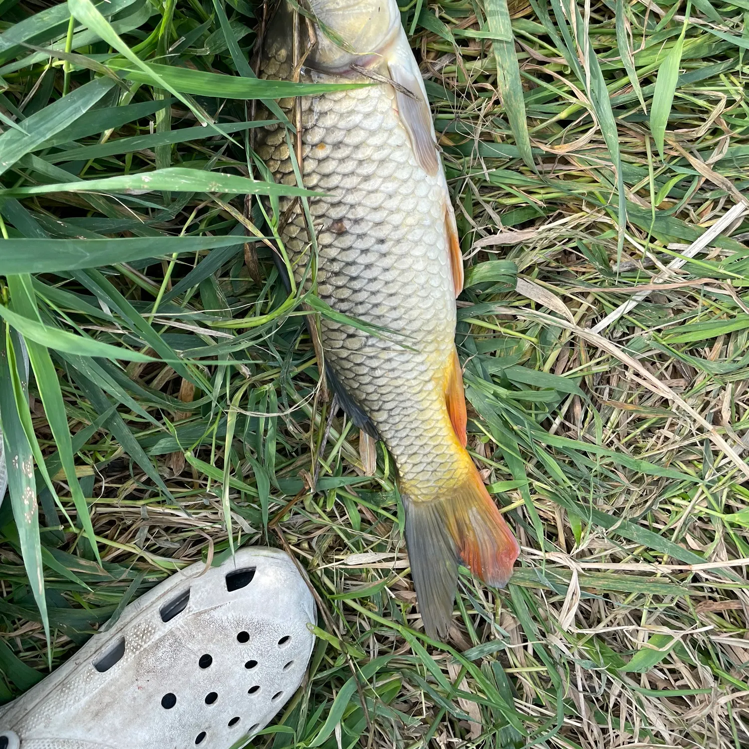 Common carp caught on Fishbrain