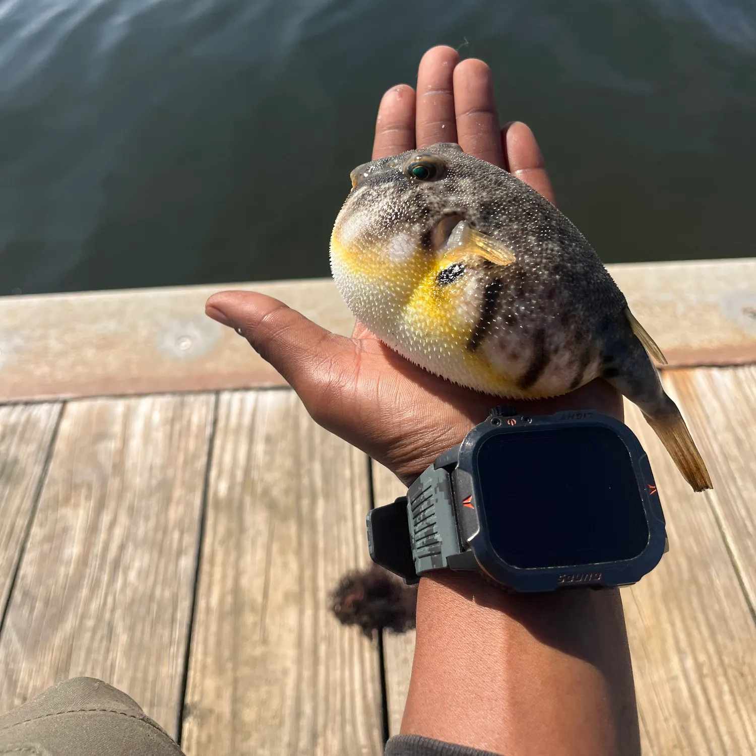 Northern puffer caught on Fishbrain