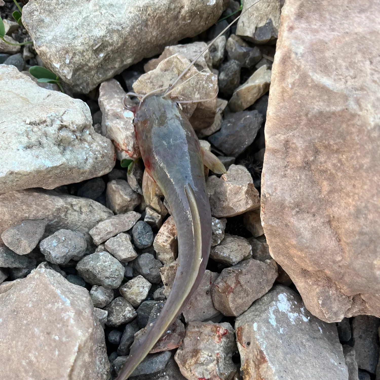 European eel caught on Fishbrain