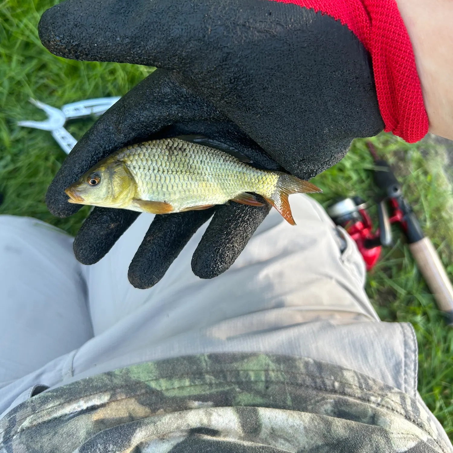 Fish caught on Fishbrain