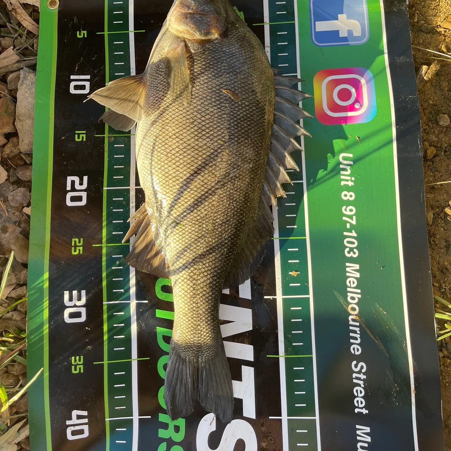 The most recent Bidyan perch catches on Fishbrain