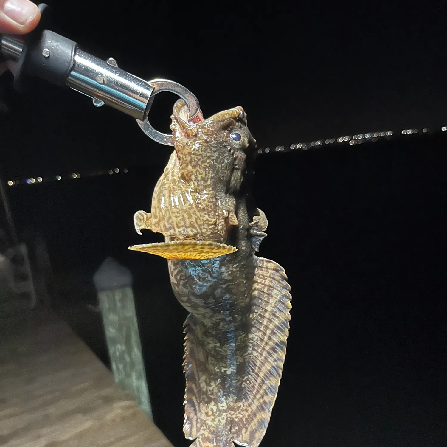 The most recent Oyster toadfish catches on Fishbrain