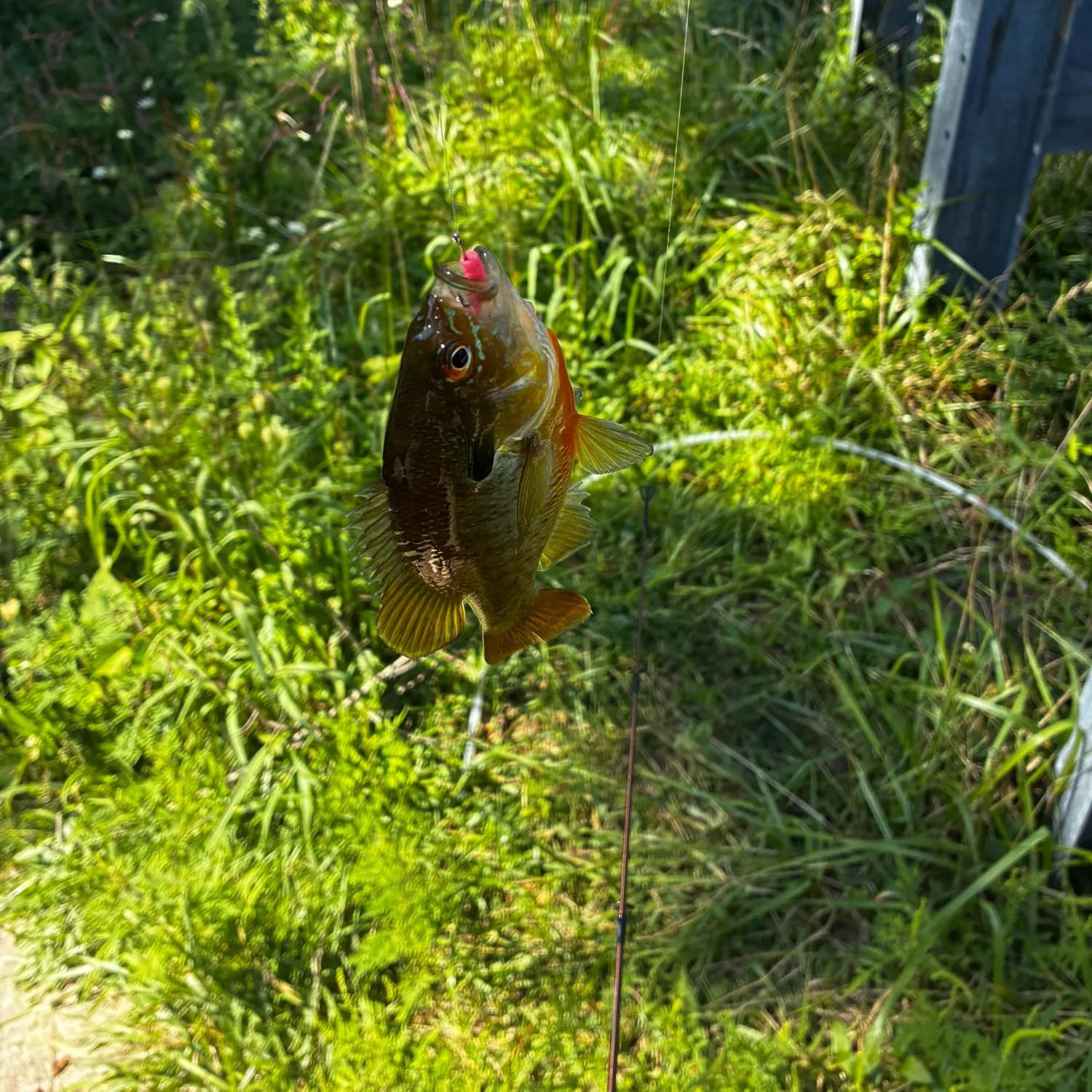 Redbreast sunfish caught on Fishbrain
