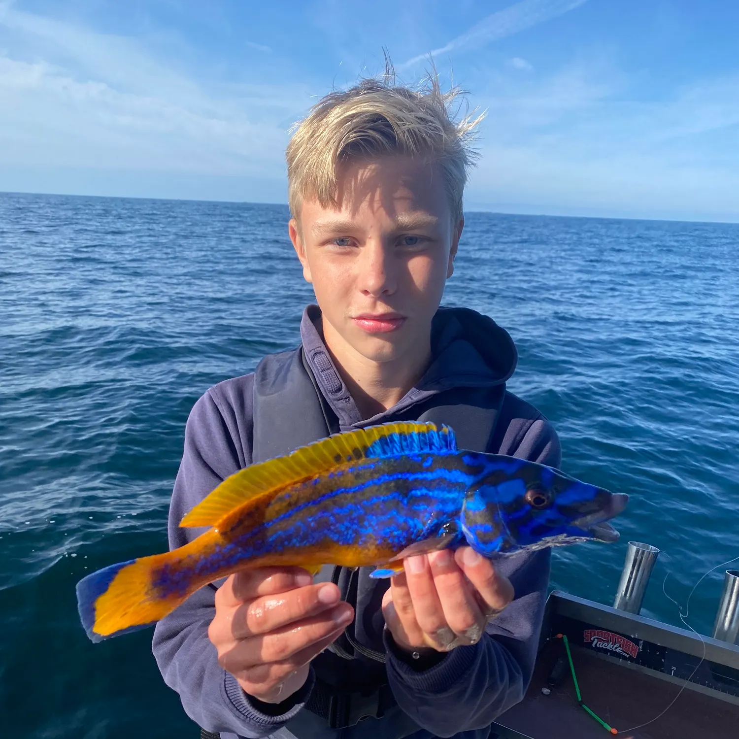 The most recent Cuckoo wrasse catches on Fishbrain