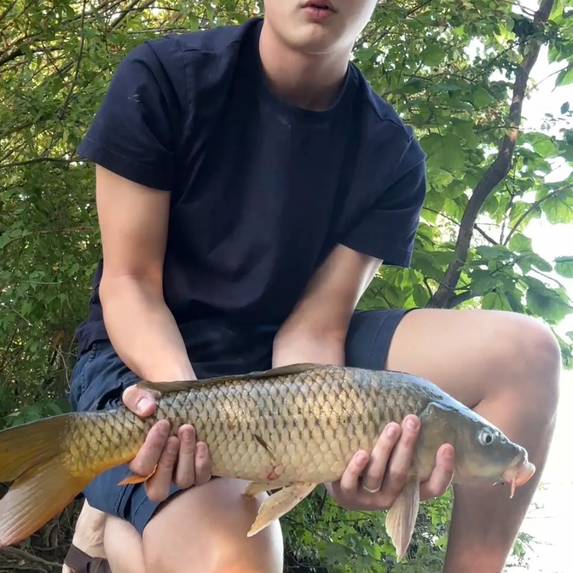 Common carp caught on Fishbrain