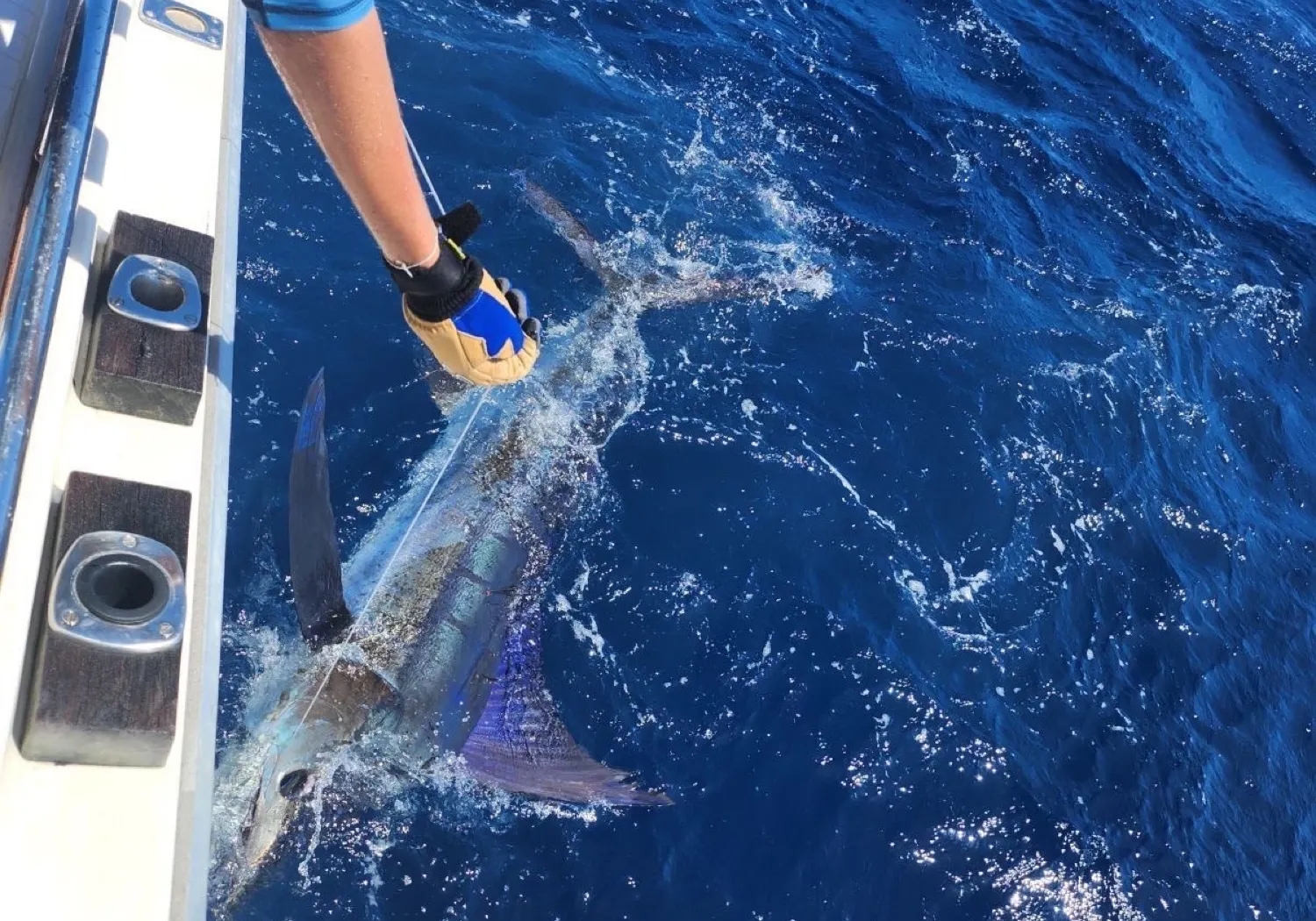 Indo-Pacific sailfish