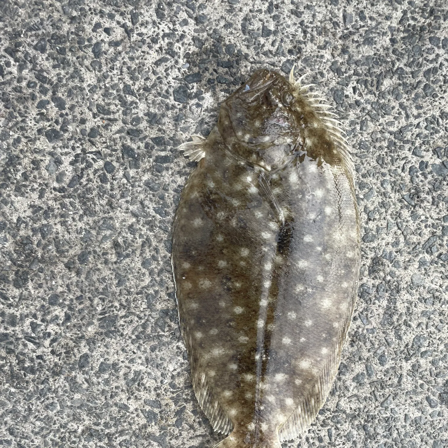 The most recent Largetooth flounder catches on Fishbrain