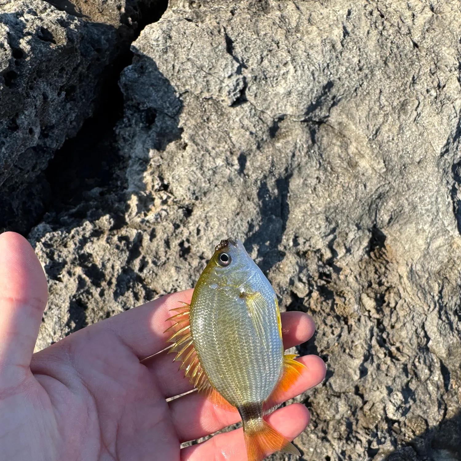 most liked catch image