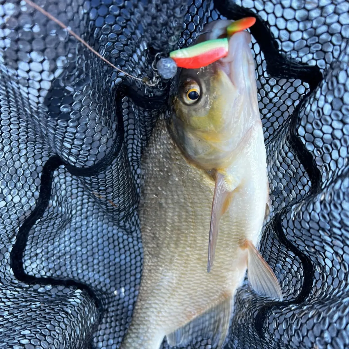 Common bream caught on Fishbrain
