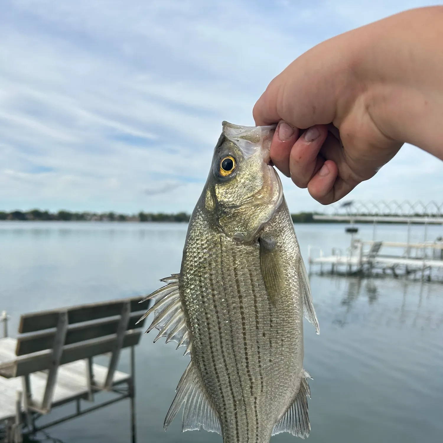 White bass caught on Fishbrain
