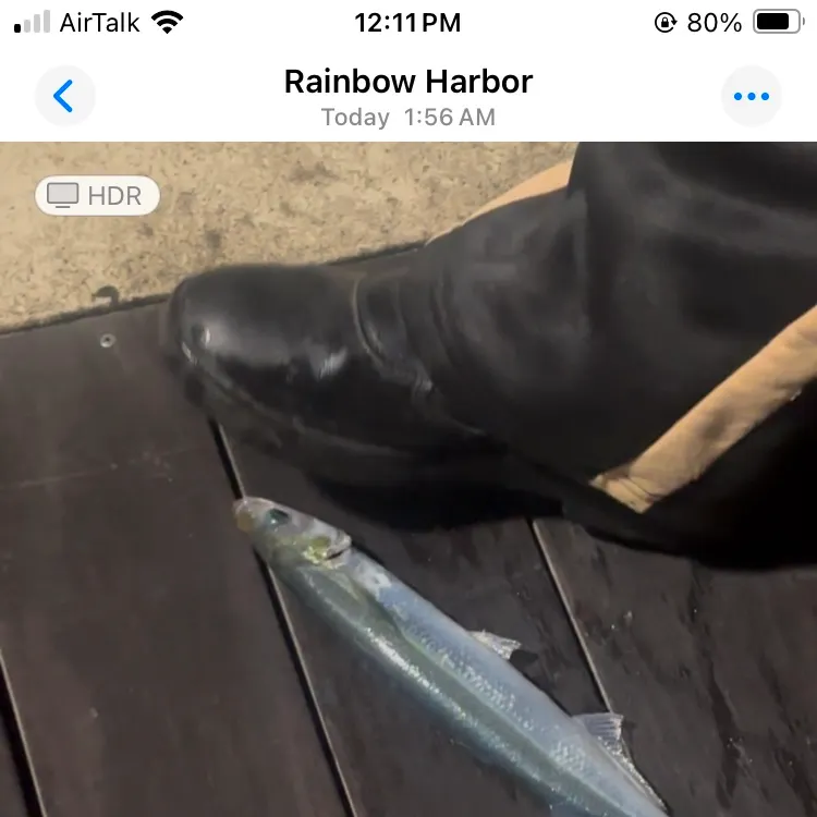 recently logged catches