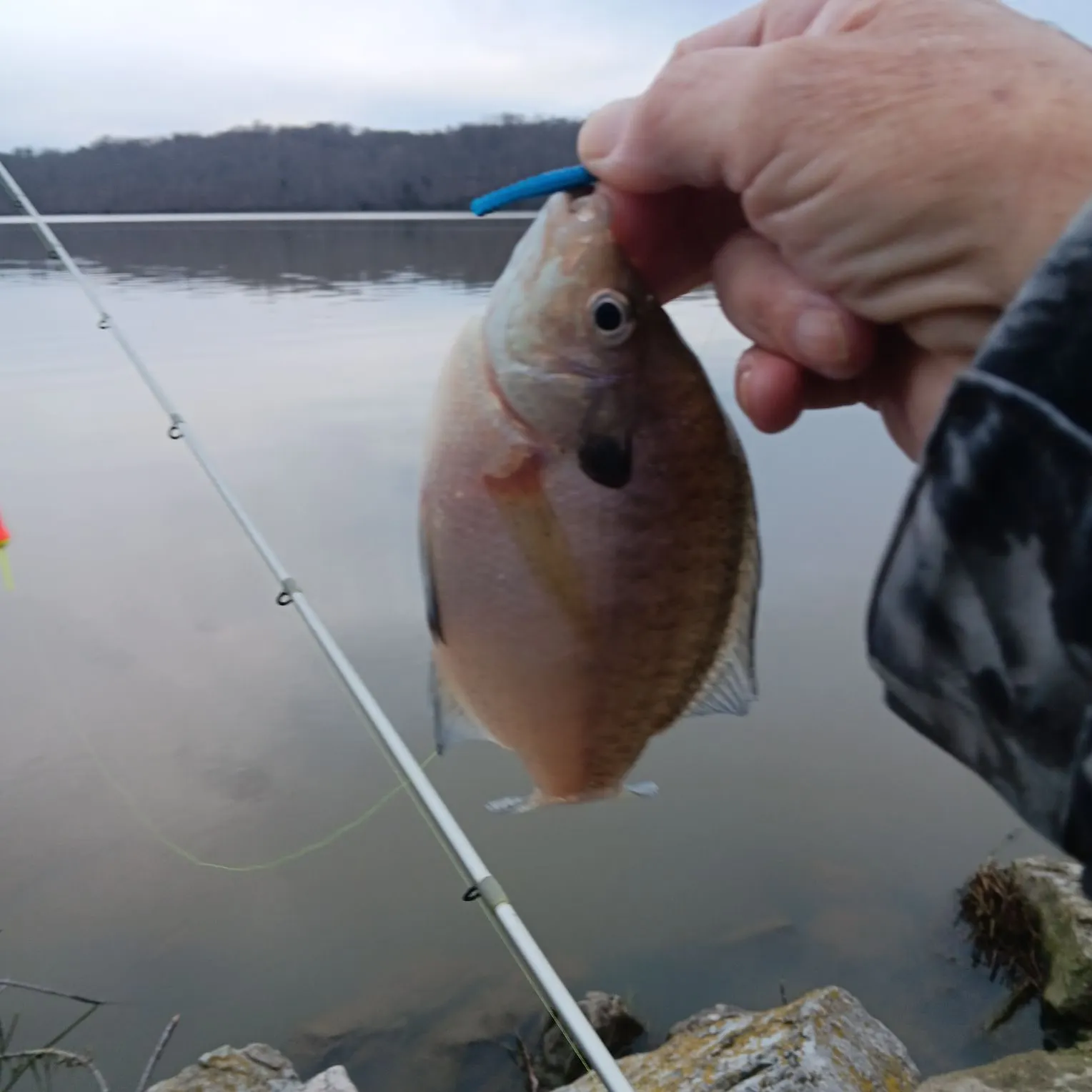 The most recent Bluegill catches on Fishbrain