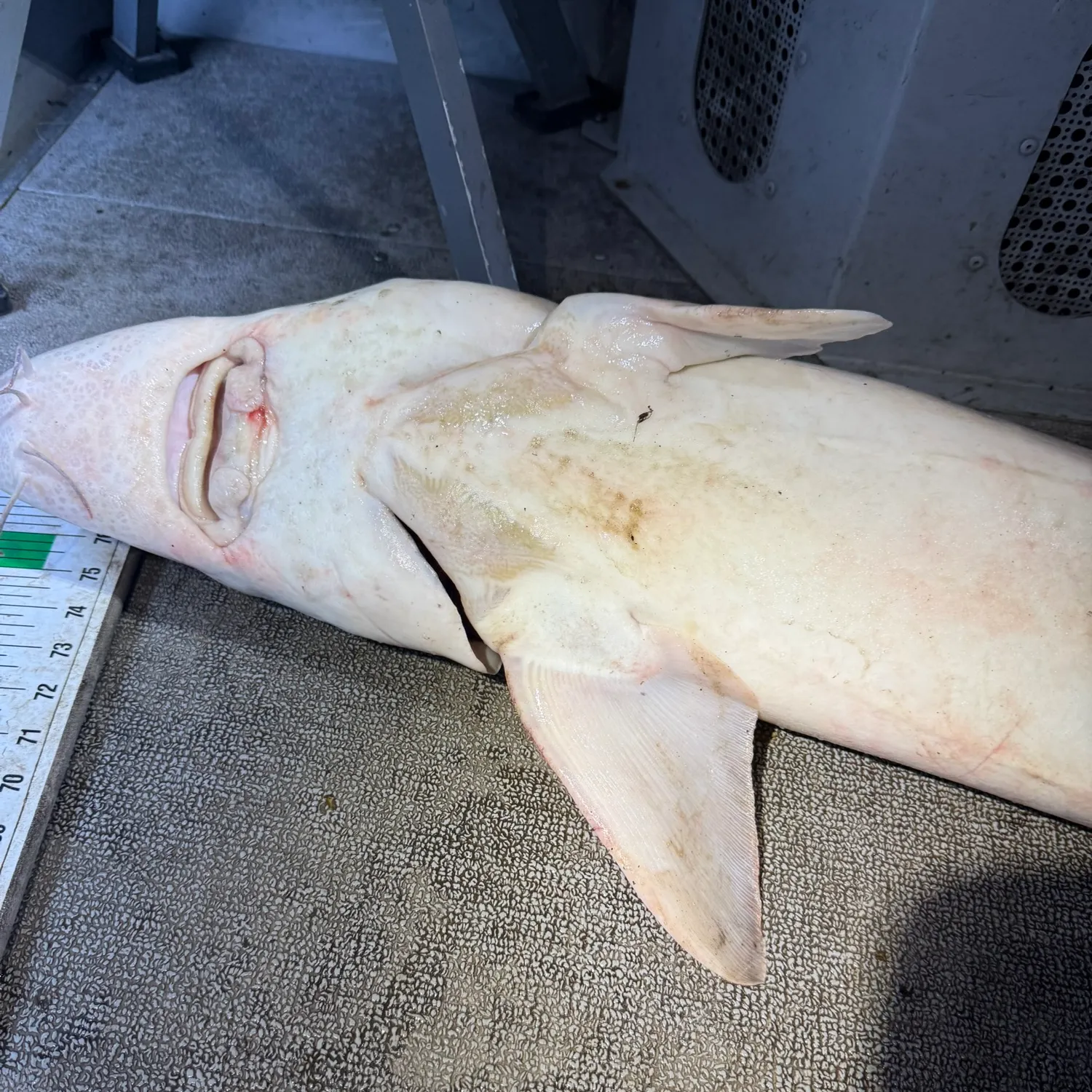 Lake sturgeon caught on Fishbrain