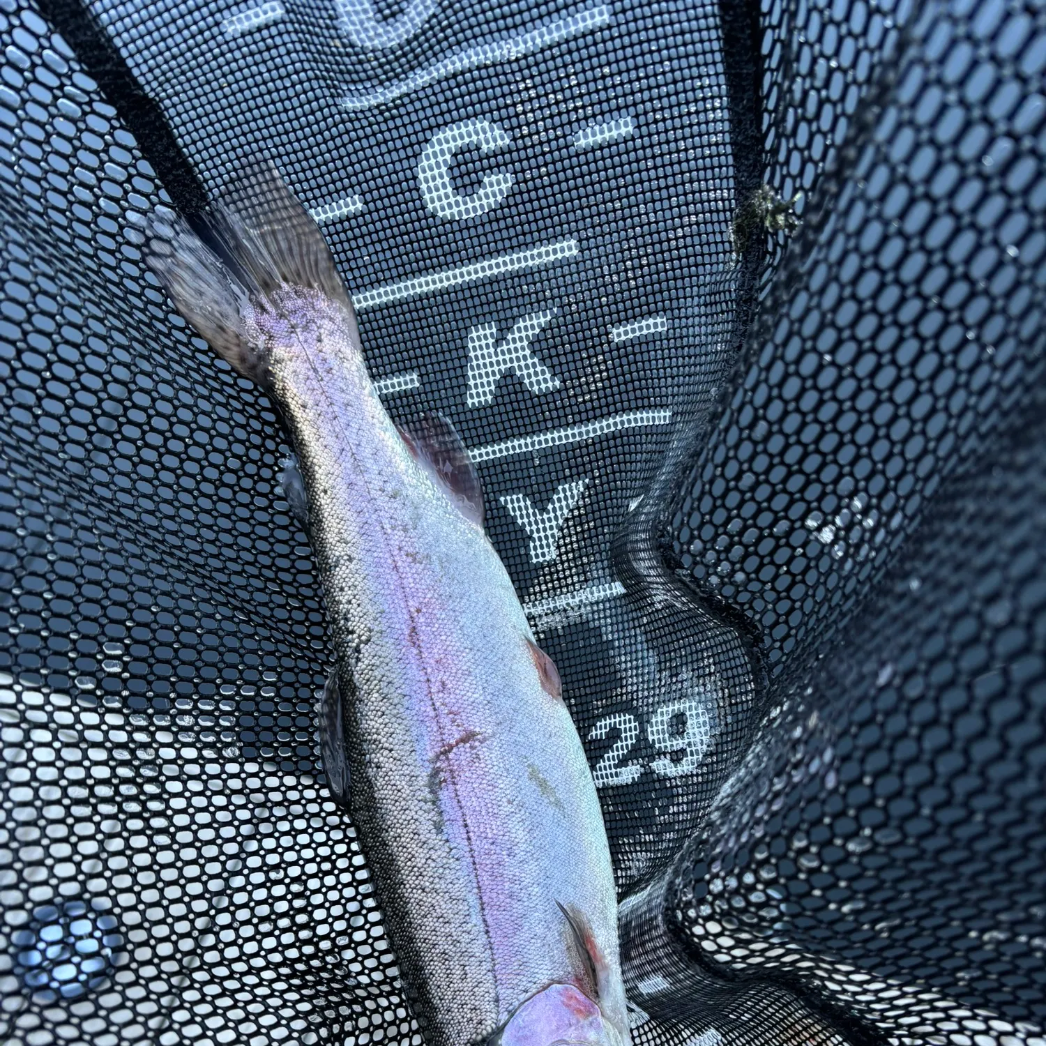 Rainbow trout caught on Fishbrain