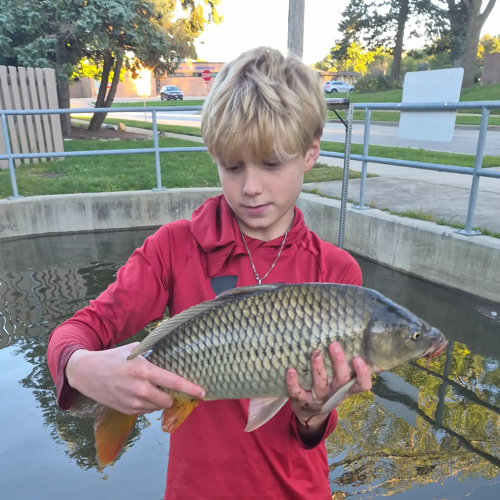 Common carp caught on Fishbrain